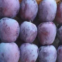 فروش نهال سیب میراکل|خدمات باغبانی و درختکاری|مراغه, |دیوار