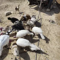 فروش بوقلمون محلی|حیوانات مزرعه|گیلان غرب, |دیوار