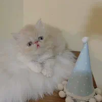 گربه پرشین