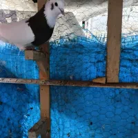 انگشترکبوتر قشنگ|بدلیجات|بجنورد, |دیوار