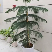 گل های طبیعی|گل و گیاه طبیعی|شیراز, باغ تخت|دیوار