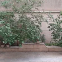 خیابان-قبا-440-متر-کلنگی-با-3طبقه-بنا