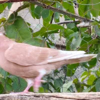 دو عدد کبوتر نر