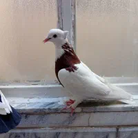 کفتر سینه سیاه و طوقی سرخ|پرنده|مشهد, انقلاب|دیوار