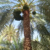 ضم انسبایی اجاره درخت خرما وهمه کار خرما وغیره