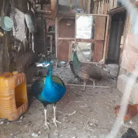 طاووس
