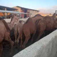 شتر|حیوانات مزرعه|شیراز, بید زرد|دیوار