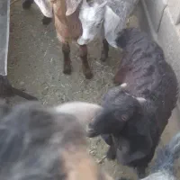 فروش کهره|حیوانات مزرعه|داراب, |دیوار