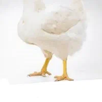 شراکت در خرید یا احداث مرغداری