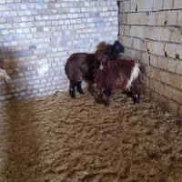 بره پروار|حیوانات مزرعه|زاغه, |دیوار