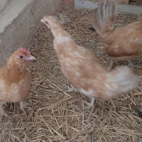 مرغ مینیاتوری ریز جثه ۴عدد|حیوانات مزرعه|ورامین, شهرک مدرس|دیوار