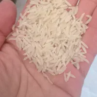 برنج فجر  سوزنی