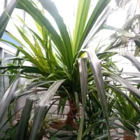 یک گل خیلی بزرگ سرحال برای که خیلی بزرگ شدمیفروشم