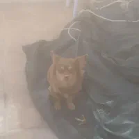 واگذاری سگ شناسنامه دار|سگ|سیرجان, |دیوار