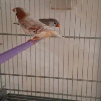 فنچ نرگسی شکلاتی/کینگ/عروس هلندی|پرنده|بهار, |دیوار