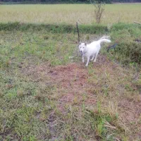 فروش‌سگ‌هاسکی‌دوره‌وتعلیم‌دیده|سگ|رحیم‌آباد, |دیوار