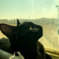 واگذاری گربه کاملا دستی