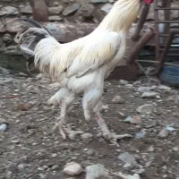 خروس برهما امپراطور