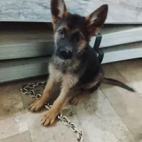 واگذاری توله ژرمن پلیسی