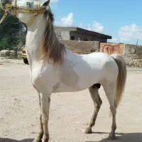 اسب نر سفید