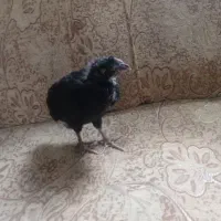 جوجه لاری سیاه