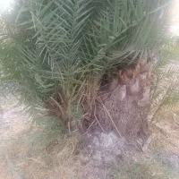 پا جوش سعمران.زاهدی