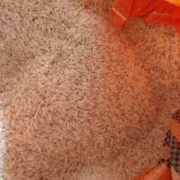 برنج هاشمی درجه یک الک
