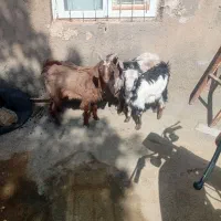 ۳ تا بزه شیرکم یکی ۲ تا ماده فروشی