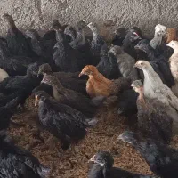 جوجه مرغ دوماه روزه سرحال|حیوانات مزرعه|خمینی‌شهر, |دیوار