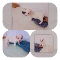 واگذاری اشپیتز|سگ|بهشهر, |دیوار