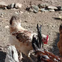 تعدادی مرغ بومی جوان