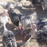 ۵۰عدد بقلمون جوانه محلی|حیوانات مزرعه|زهک, |دیوار