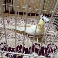 ۳ تا عروس هلندی لوتینو|پرنده|بیرجند, |دیوار