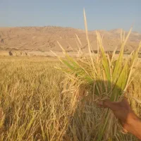 فروش چلتوک طارم هاشمی|خوردنی و آشامیدنی|دهدشت, |دیوار