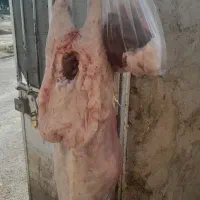 بره شیشک|حیوانات مزرعه|مرودشت, ده بید|دیوار