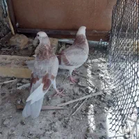 مفلق شازده سرخ تهرونی