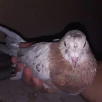 کبوتر‌سرور|پرنده|قم, پردیسان|دیوار