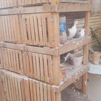 قفس پرنده