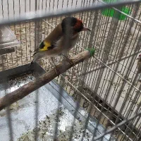 هشت تا سهره نر بخون و ریزه خون،ماهشهر|پرنده|چمران, |دیوار