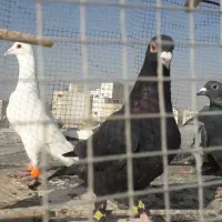 کبوتر یا کفتر سید پرشی جوجه