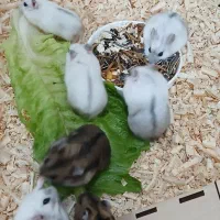 همستر نژاد کمپل بند انگشتی