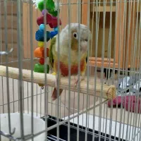 طوطی|پرنده|بانه, |دیوار