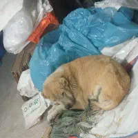 واگذاری رایگان خراسانی