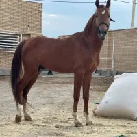 اسب اصیل دره شور کره سالارخان وسالارخان کره سالار2