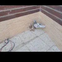 کفتر نروماده پلاس اصل اصفهانی
