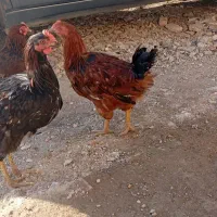 خروس|حیوانات مزرعه|ماکو, |دیوار