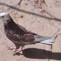 پرنده.    کبوتر