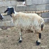 میش داشتی درجه یک عطیقه|حیوانات مزرعه|شیراز, شاپورجان|دیوار