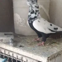 کفترکبوتر|پرنده|شیراز, مسلم|دیوار