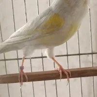 قناری نر ماده